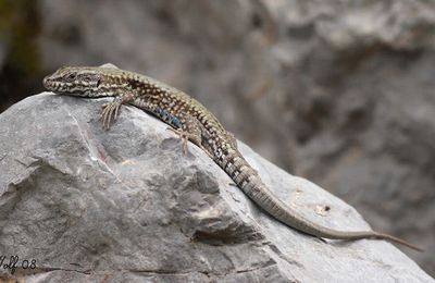 Lézard des murailles 