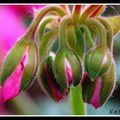 Boutons de geranium