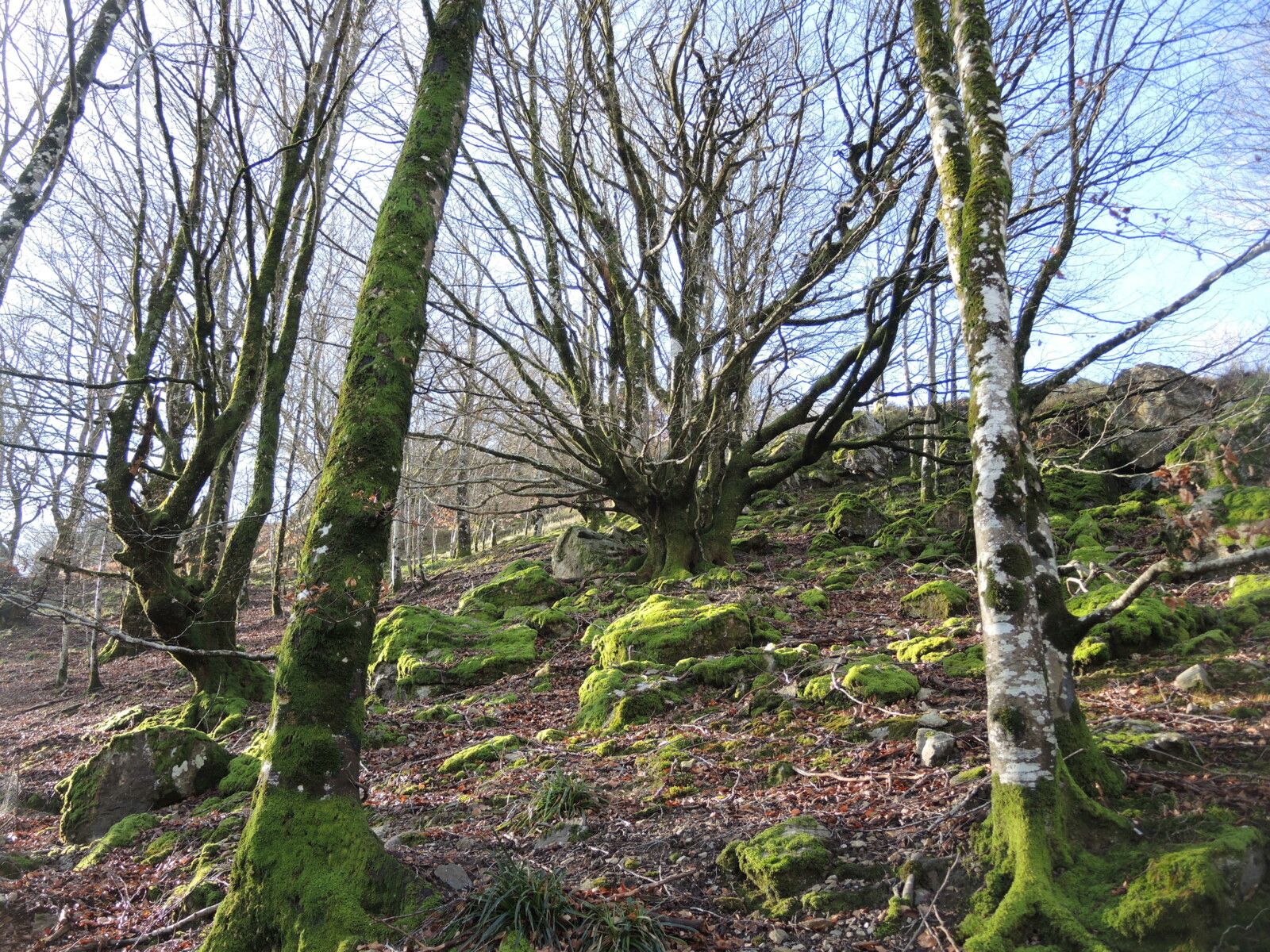 L'Autza, en chemin, arbre (64)