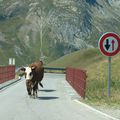 la vache qui connaissait le code de la route