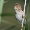 AVES - ROUSSEROLLE Effarvatte - Acrocephalus Scirpaceus