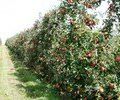 La libre cueillette de pommes au jardin près de Poitiers 