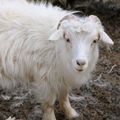 Le cachemire est une laine provenant de la chèvre cachemire.