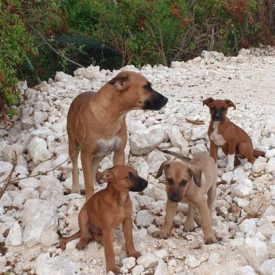 Principales associations qui sauvent des animaux de la rue dans l'archipel guadeloupéen