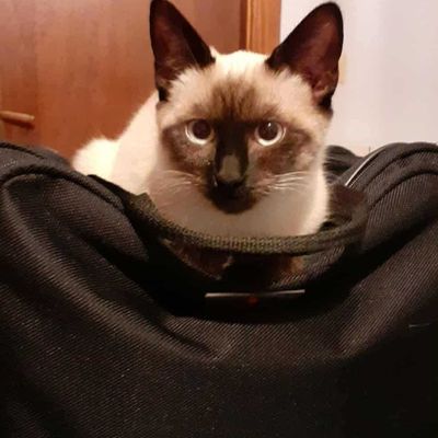 [GRIF' En Fête] À l'abri! Abysse et Floky