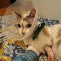 [GRIF' Éthique] Justice pour Cookie, chatte battue et défenestrée!