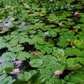 L'ÎLE AUX FLEURS