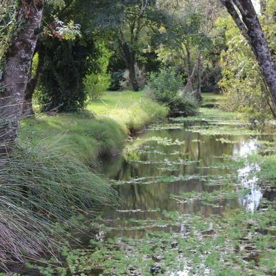 Aigrefeuille d'Aunis- Charente Maritime 