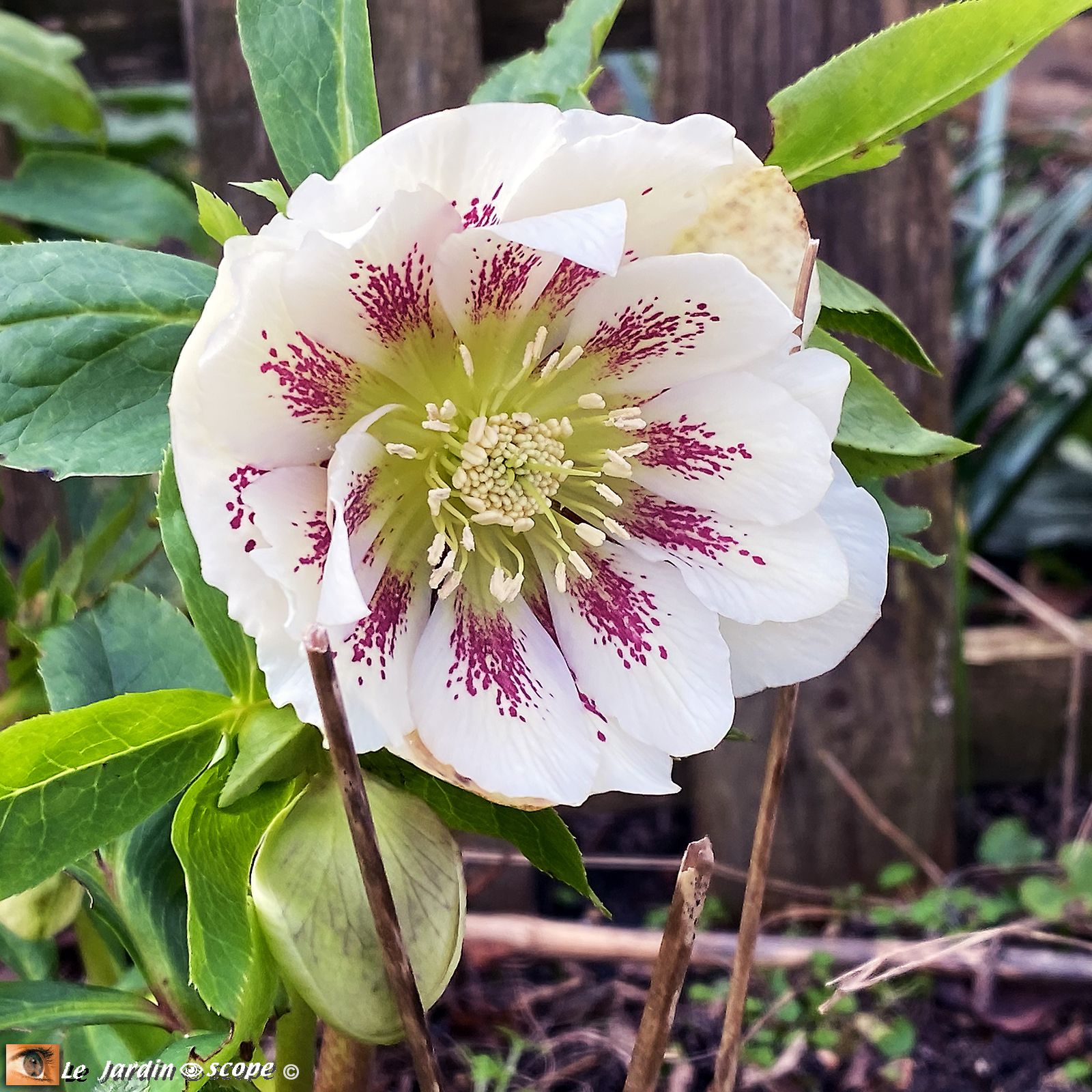 Hellébore hybride • Helleborus hybridus