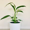 Spathiphyllum