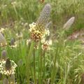 Le Plantain lancéolé (Plantago lanceolata)