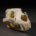 Tigre Blanc, crâne, squelette et peau de tigres @ Cornette de Saint Cyr - Les Bréviaires