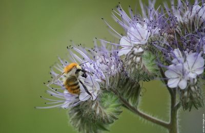 Sur le terrain des abeilles : les fleurs