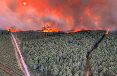 Pollution photochimique et feux de forets en Gironde sur les végétaux et la santé