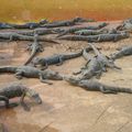 Mardi 10 avril: à la rencontre des alligators dans les Everglades