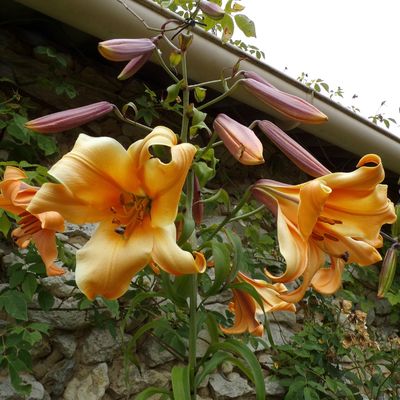 Juillet au jardin
