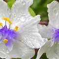Des cymes de fleurs blanches pendant tout l'été…