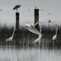 AVES - AIGRETTE Grande - Egretta Alba