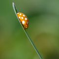 Coccinelle