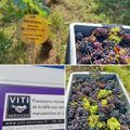 Fin des vendanges