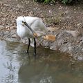 Parc animalier de Sainte-Croix - Spatule blanche et aigrettes garzettes