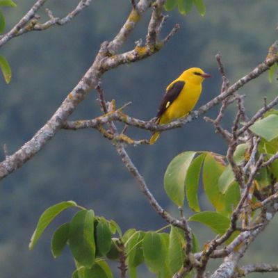 Un matin ,un Loriot ,