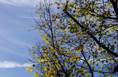 l'automne depuis ma fenetre