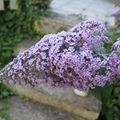 Fleurs du jardin