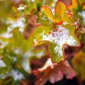 Première neige