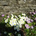 Fées fleurs printannières