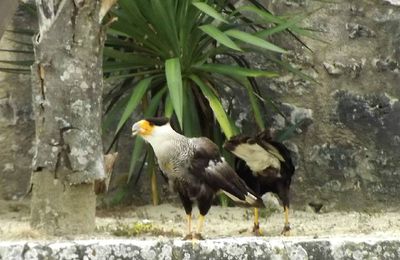 Caracara huppé 