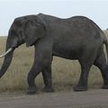 Eléphants 6 - Afrique de l'Est