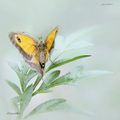 Le papillon (4)
