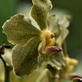 Vanda Pranerm Prai x Vanda tessellata