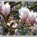 Magnolias 