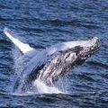 les baleines en voix de disparition