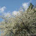 LA BEAUTÉ DANS LE JARDIN