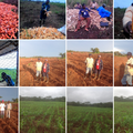 Développement local : un complexe agro-industriel en perspective à l’est 