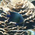 L'aquarium de Nouméa 