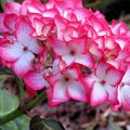 L'hortensia variété Miraï