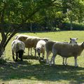 petit repos bien mérité pour nos moutons à l'ombre d'un arbre