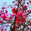 Le kapokier à fleurs pourpres/orangées