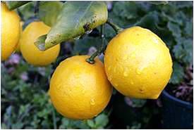 Le citron. Des vertus thérapeutiques. Du 1er au 3ème siècle.