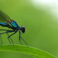 calopteryx virgo