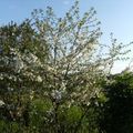 Cerisier marengo pour l'eau de vie