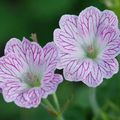 Geranium versicolor