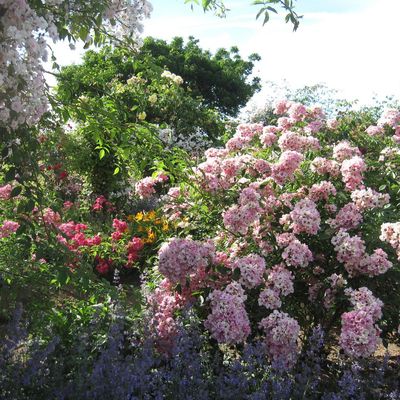 Le Jardin de Morailles et sa collection de roses anciennes, à visiter à Pithiviers le Vieil dans le Loiret...
