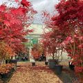 La Pépinière du Val de Jargeau aux couleurs d'automne