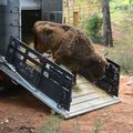 Un troupeau de bisons d’Europe relâché dans une réserve espagnole