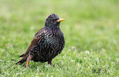 Etourneau sansonnet : Sturnus vulgaris